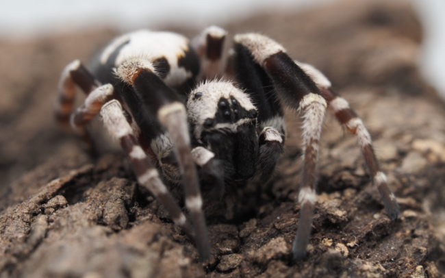 Stegodyphus dufouri male adulte