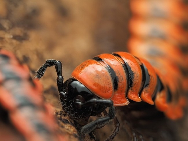 Antheromorpha uncinata mille-pattes rouge et noir