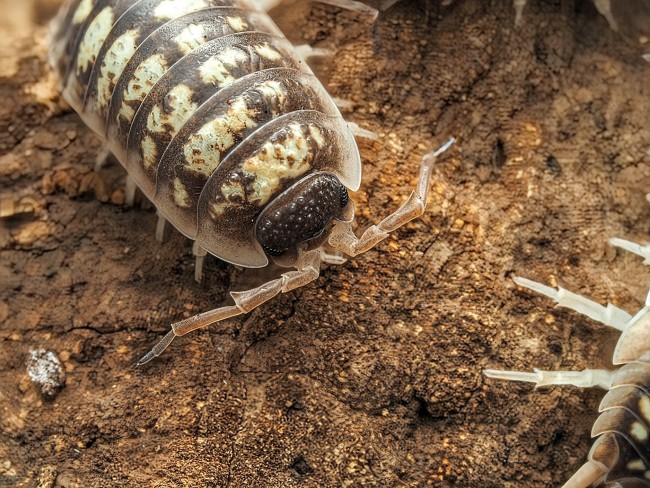 porcellio-ornatus-murcia-cloporte.jpg