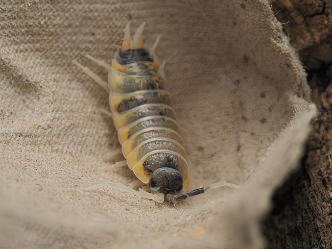 Porcellio ornatus Witch’s Brew – cloporte blanc jaune et noir