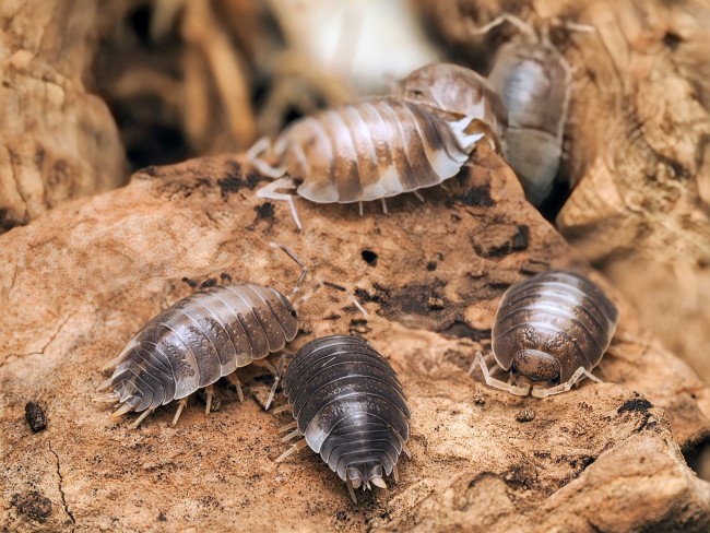 porcellio-laevis-milk-back-lot-10.jpg