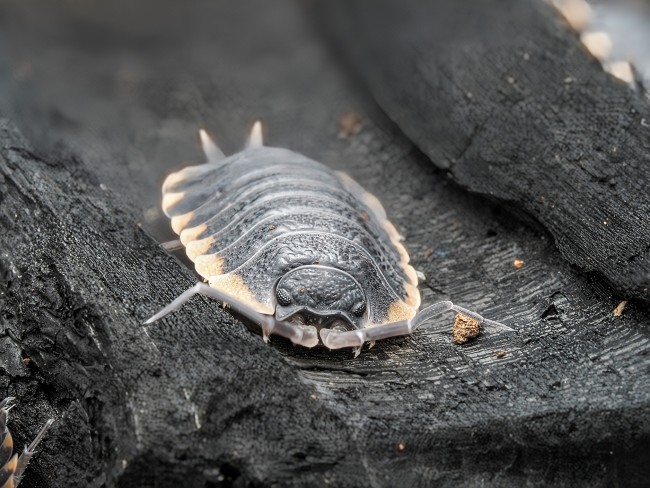 trachelipus-caucasius-lot-10.jpg