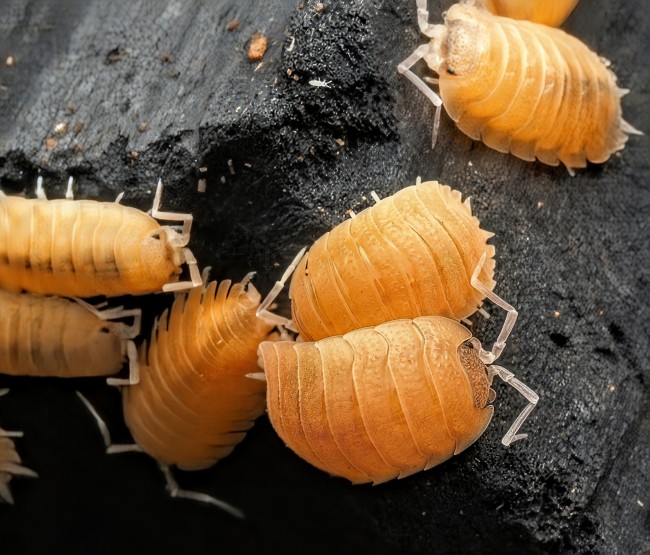 porcellio-baeticensis-orange-lot-10.jpg