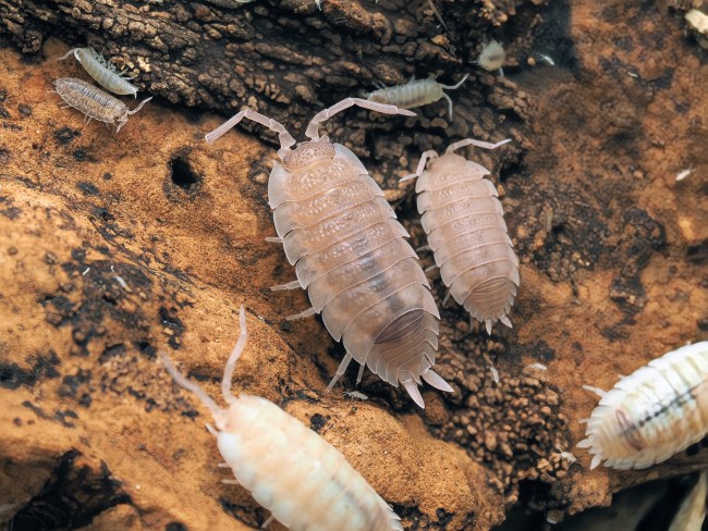 porcellio-scaber-ghost-lot-10.jpg
