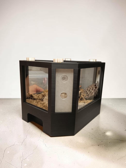terrarium-vista-cloportes-arthropodes-didippus.jpg