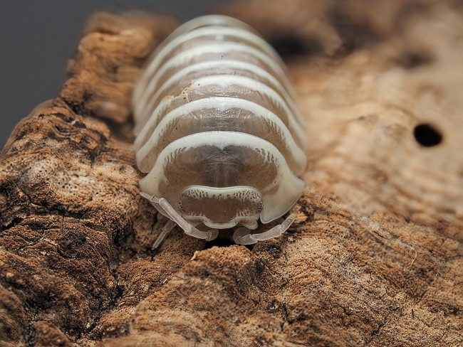 armadillidium-maculatum-champagne-lot-10.jpg armadillidium-maculatum-champagne-lot-10.jpg