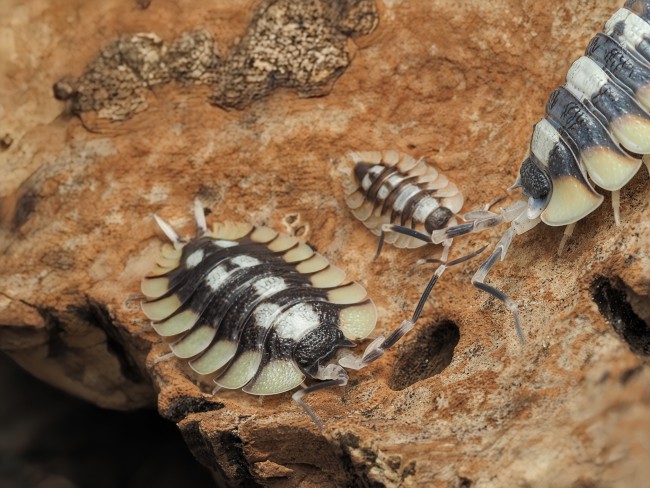 porcellio-expansus-tortosa-cloporte.jpg
