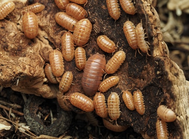 armadillidium-vulgare-red-lot-10.jpg