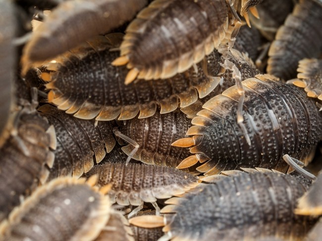 Porcellio echinatus 