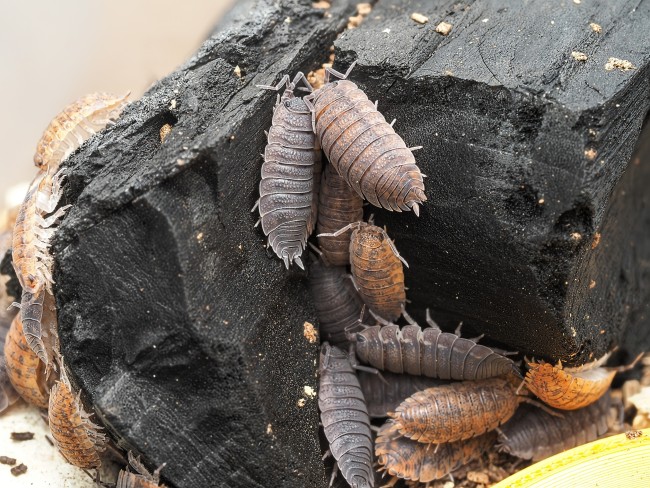 porcellio-scaber-calico-lot-10.jpg porcellio-scaber-calico-lot-10.jpg