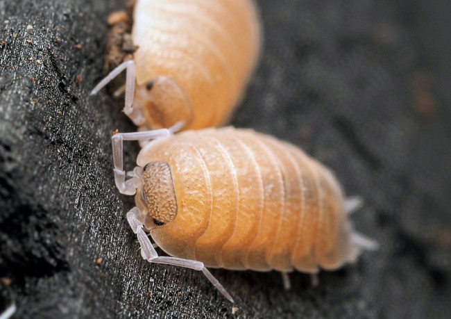 porcellio-baeticensis-orange-lot-10.jpg