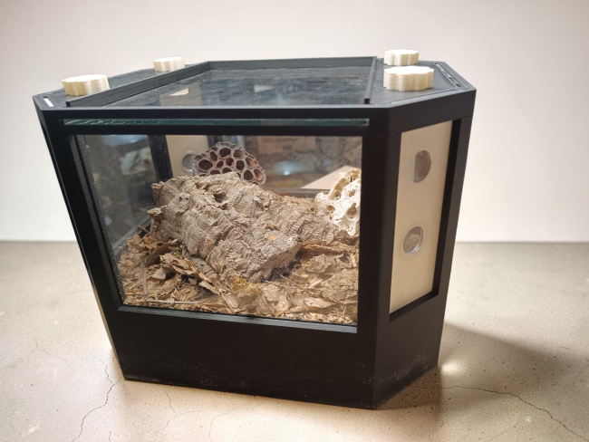 terrarium-vista-cloportes-arthropodes-didippus.jpg