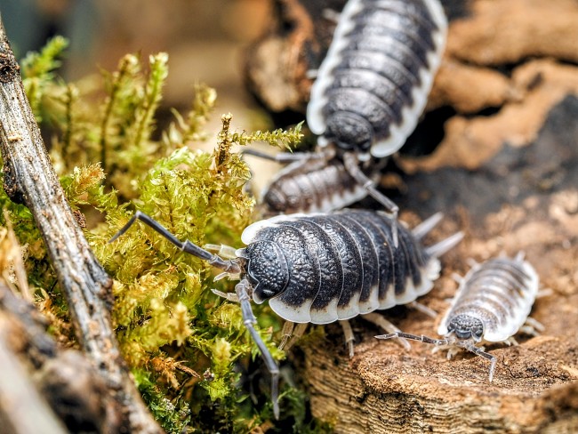 Porcellio hoffmannseggii