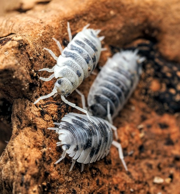 porcellio-scaber-oreo-lot-10.jpg porcellio-scaber-oreo-lot-10.jpg