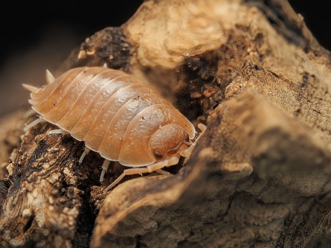 porcellio-laevis-orange-cloporte.jpg