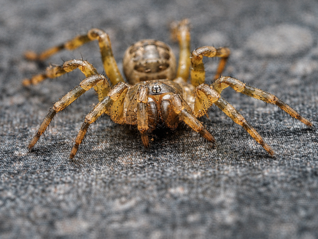 liphistius-sp-trang-araignee-a-trappe.jpg