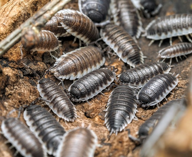 Porcellio hoffmannseggii
