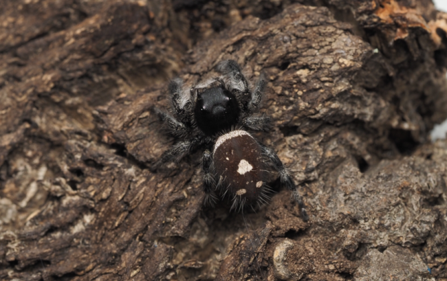 phidippus-regius-florida-elena-femelle-adulte.jpg Elena, femelle adulte Phidippus regius Florida, mère des bébés proposés