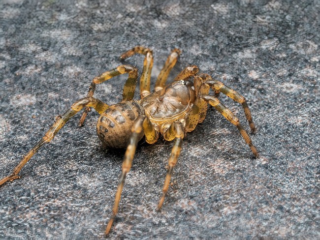 liphistius-sp-trang-araignee-a-trappe.jpg