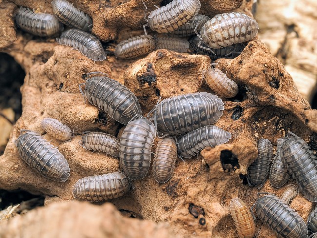 armadillidium-nasatum-lot-10