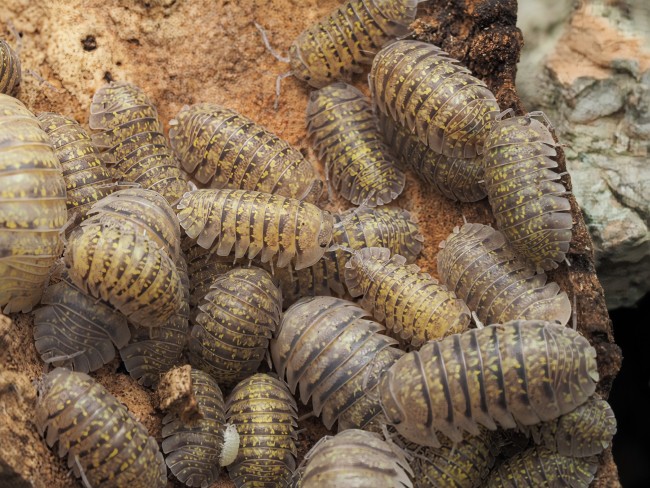 Armadillidium ameglioi cloporte rare Armadillidium ameglioi cloporte rare