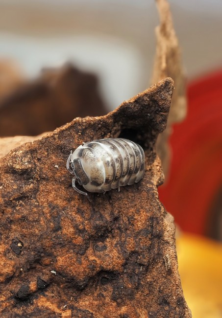 armadillidium-corcyraeum-silver-lot-10.jpg armadillidium-corcyraeum-silver-lot-10.jpg