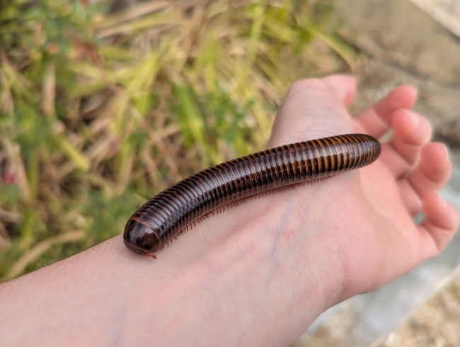 pelmatojulus-tectus-iule-geant-tricolore.jpg