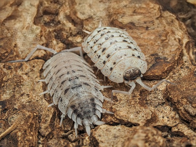 porcellio-nicklesi-rubivan-cloporte.jpg