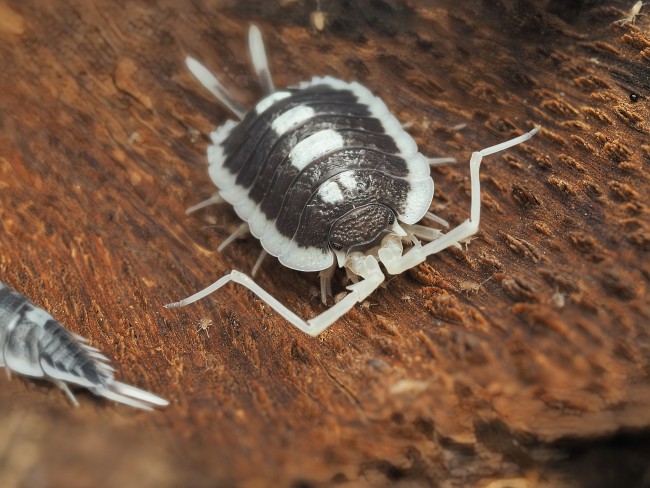 armadillidium-corcyraeum-silver-cloporte.jpg