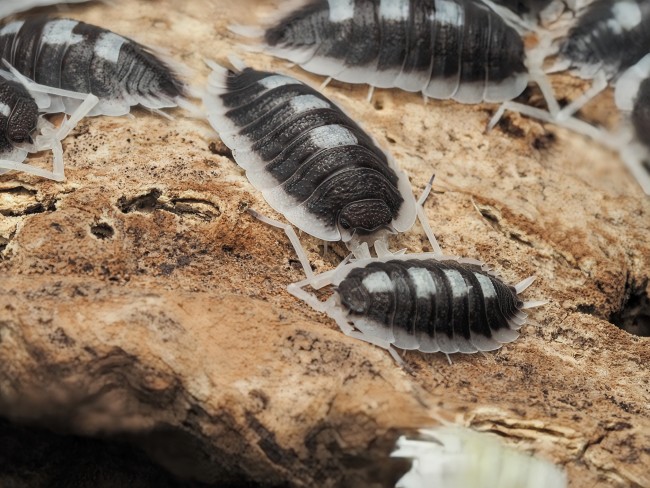armadillidium-corcyraeum-silver-cloporte.jpg