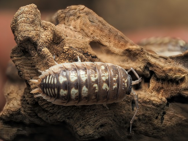 porcellio-ornatus-murcia-cloporte.jpg