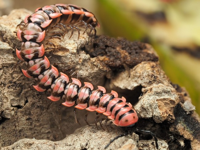 Antheromorpha uncinata mille-pattes rouge et noir