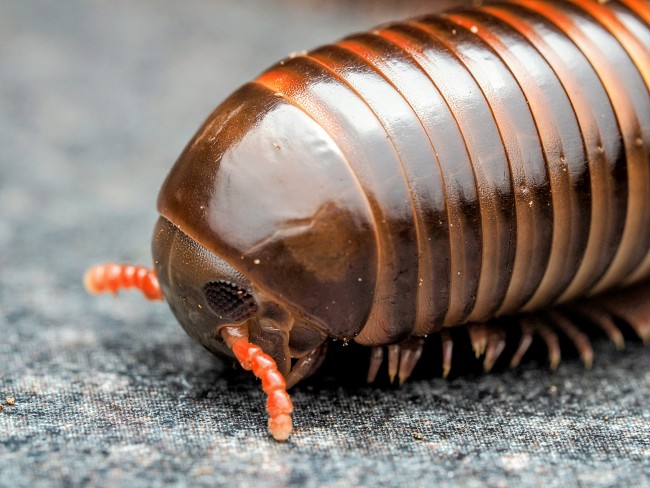 pelmatojulus-tectus-iule-geant-tricolore.jpg