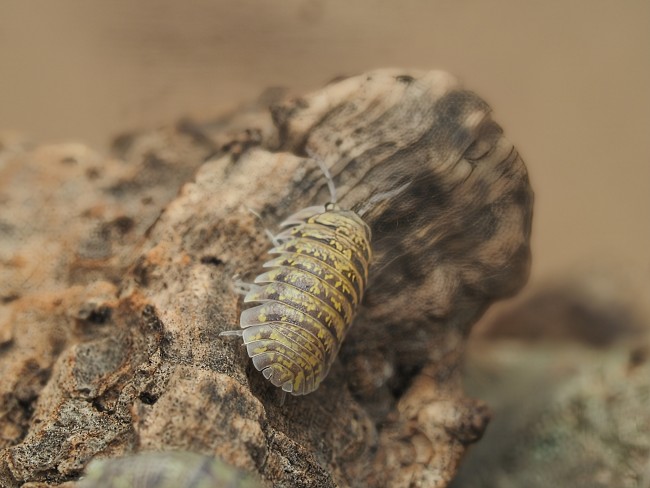 Armadillidium ameglioi cloporte rare Armadillidium ameglioi cloporte rare