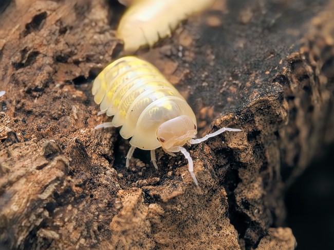 armadillidium-vulgare-t-plus-albino-lot-10.jpg