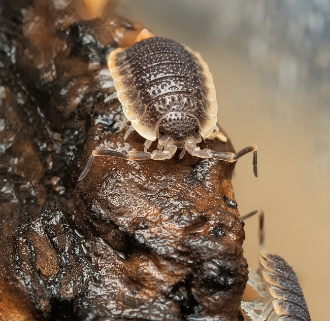porcellio-echinatus-orange-skirt-lot-10.jpg