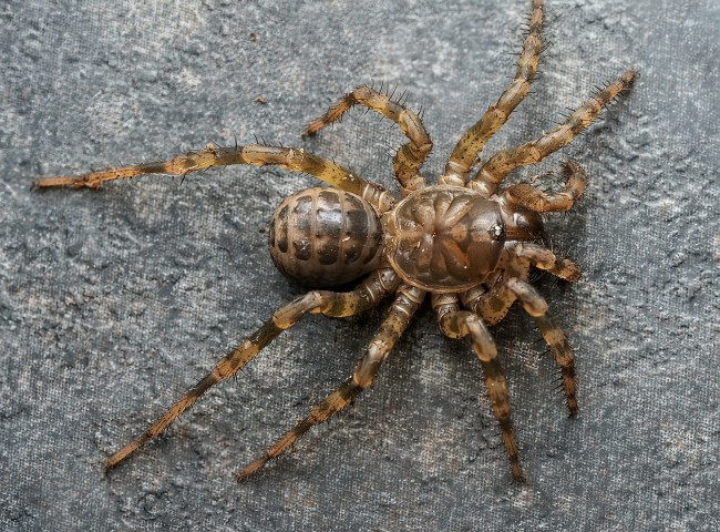 liphistius-sp-trang-araignee-a-trappe.jpg