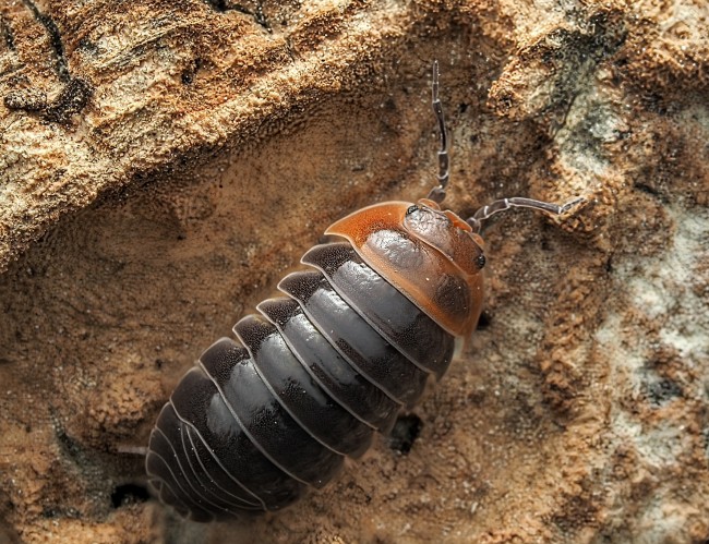 Armadillidium flavoscutatum Redhead cloporte tête rouge