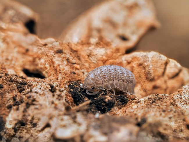 armadillidium-serratum-lot-10.jpg