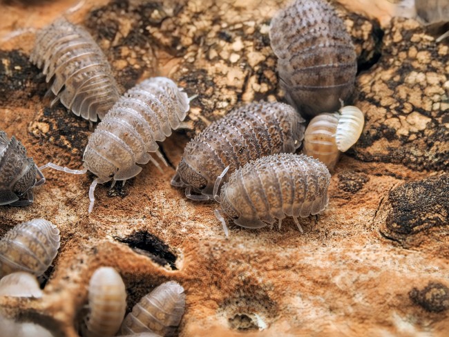 armadillidium-serratum-lot-10.jpg