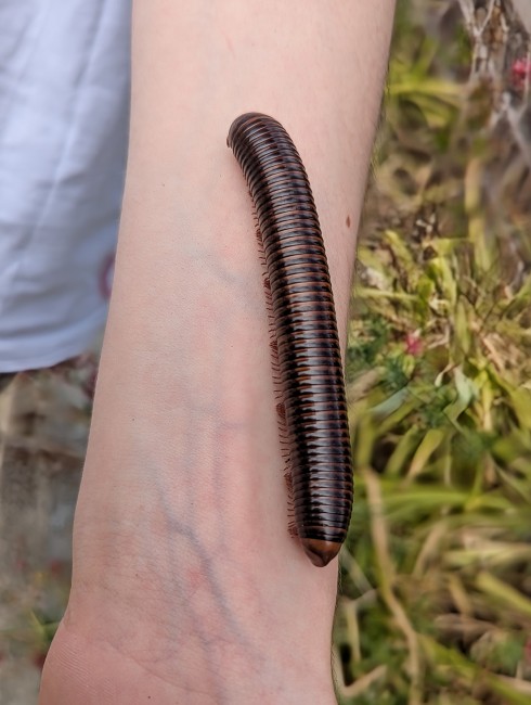pelmatojulus-tectus-iule-geant-tricolore.jpg