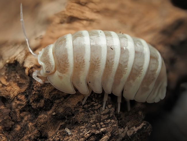 armadillidium-maculatum-champagne-lot-10.jpg armadillidium-maculatum-champagne-lot-10.jpg