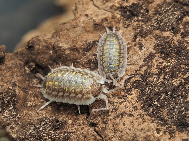 porcellio-haasi-bright-form-lot-10.jpg