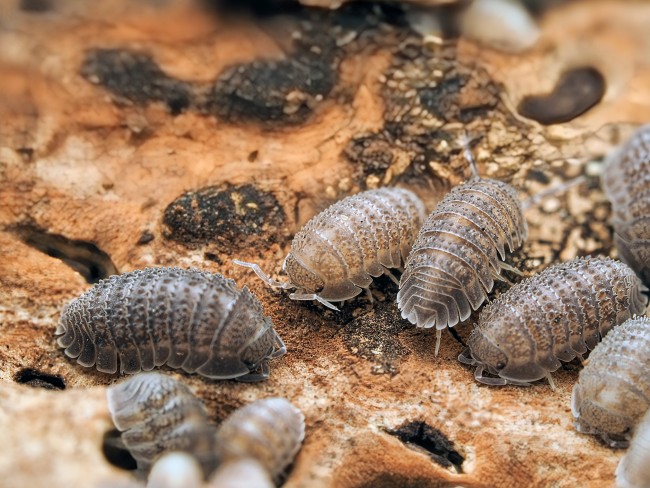 armadillidium-serratum-lot-10.jpg