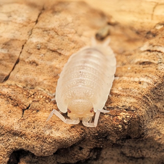 porcellio-scaber-ghost-lot-10.jpg