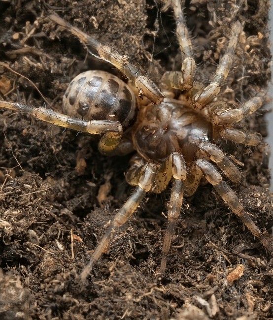 liphistius-sp-trang-araignee-a-trappe.jpg