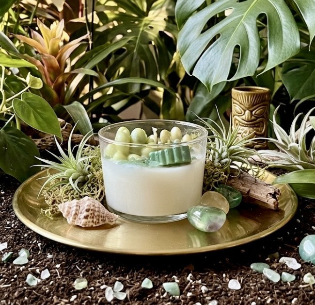 bougie citronnelle succulente - la résistance face aux moustiques