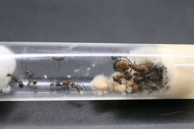 Camponotus nicobarensis ; reine, ouvrières et couvain