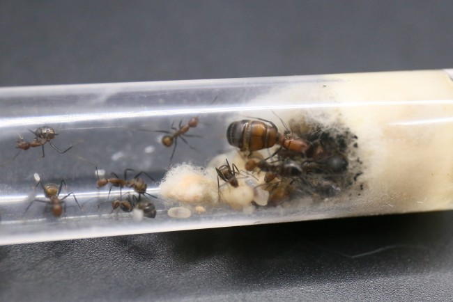 Camponotus nicobarensis ; reine, ouvrières et couvain