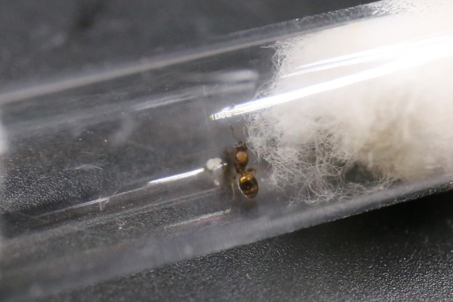 Reine Temnothorax et couvain